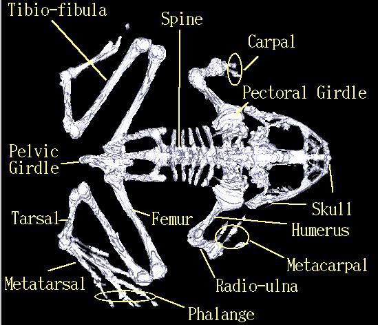 frog digestive system diagram labeled. Frog Bones middot; Skeletal Quiz